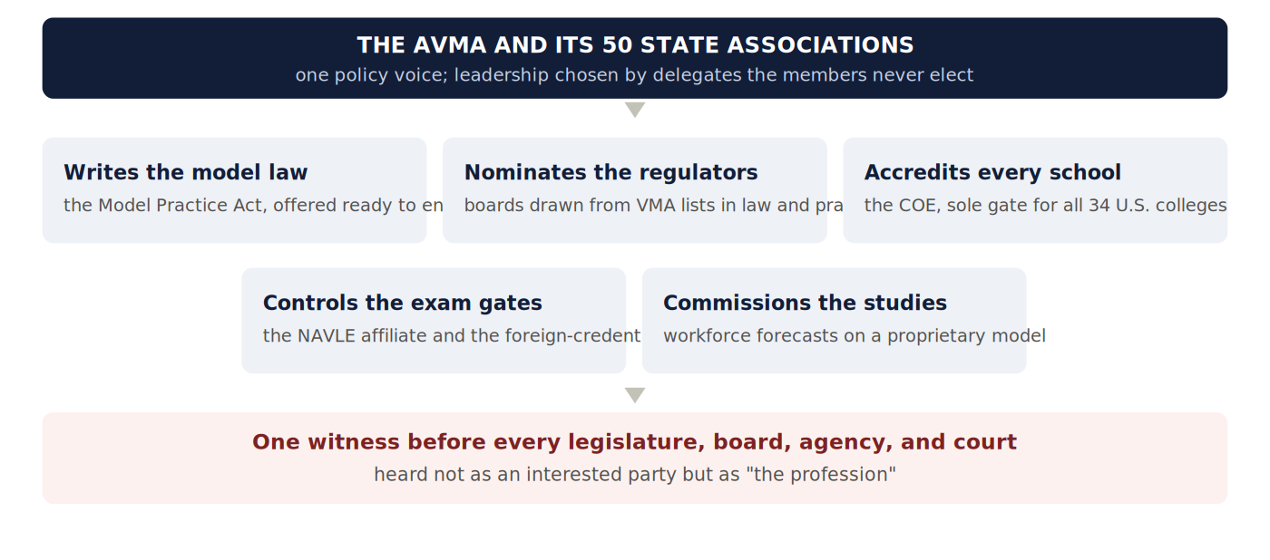Diagram: the AVMA and its 50 state associations feed five gears (model practice act, board nominations, accreditation, exam gates, workforce studies), and one witness is heard as the profession